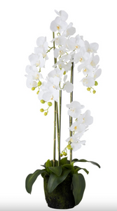 Dirbtinė Orchidėja 120cm