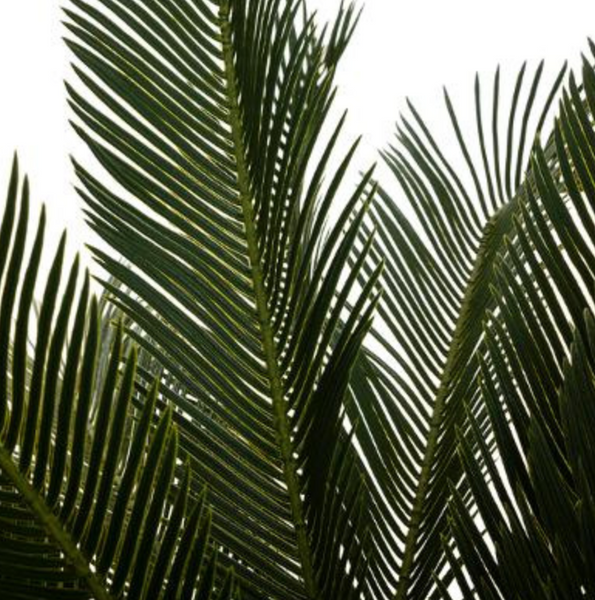 Dirbtinis augalas Big Palm 93cm
