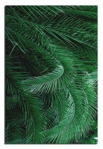 Paveikslas Palm Bay